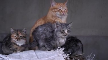 Family of poor homeless cats with kittens is basking in a pile of rubbish. Homeless hungry cats grow on the street in the cold season. Sad pets to drive out into the street.