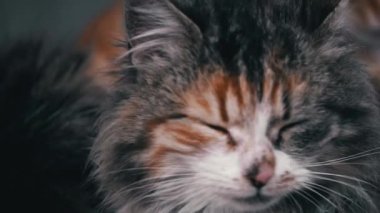 Fluffy homeless cat sits alone, muzzle close-up. Homeless hungry cats grow on the street in the cold season. Sad pets to drive out into the street.