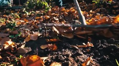 Woman removes autumn leaves by raking them into a pile. Cleaning up autumn leaves. The cleaning lady collects brown leaves on the ground.