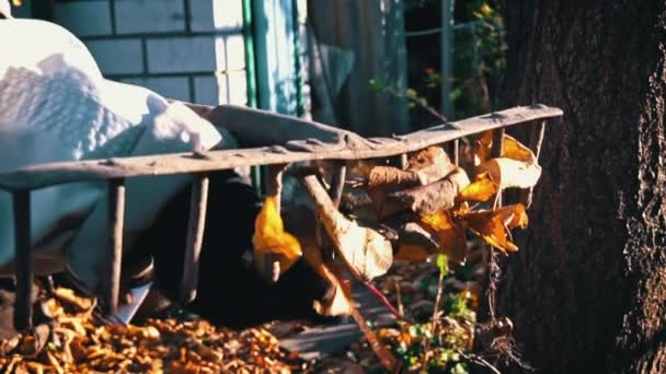 Женщина Убирает Осенние Листья Сгребая Кучу Уборка Осенних Листьев Уборщица — стоковое видео