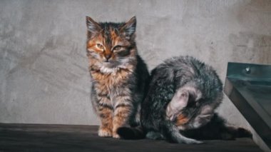 Two homeless kittens sit outside and bask in the sun. Hungry and cold little cats sit on an old table and warm themselves. Tricolor kittens without a home.