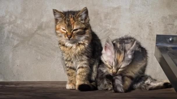 Twee Dakloze Kittens Zitten Buiten Zon Zonnen Hongerige Koude Kleine — Stockvideo