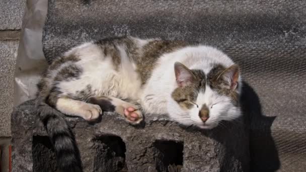 Homeless Cat Sits Street Basks Sun Hungry Cold Cat Sits – Stock-video