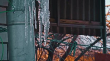 Icicles hang from the roof of the house close-up. After frost, the formation of ice icicles. Water dripping from the roof flowing down the icicles.