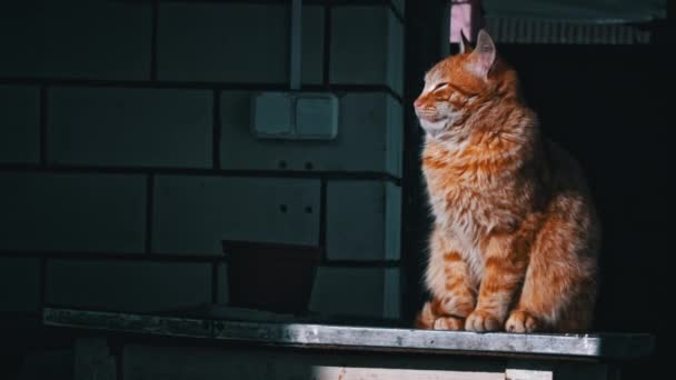 ホームレスの猫は太陽の下で通りとバックに座っています 空腹と冷たい猫が古いテーブルの上に座って暖まる 家のないトリコロール猫 — ストック動画
