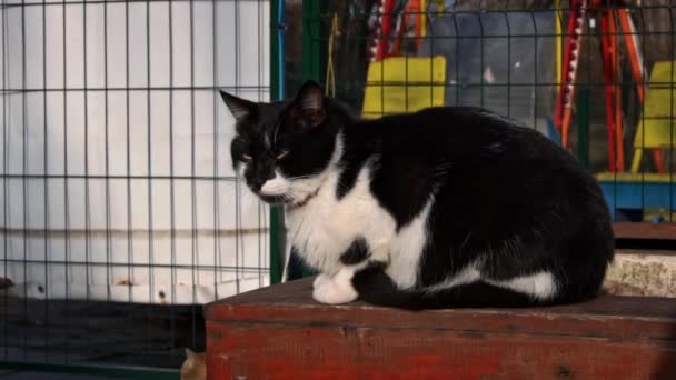 Homeless Black White Cat Sits Street Hungry Dirty Cat Sad — Vídeo de stock