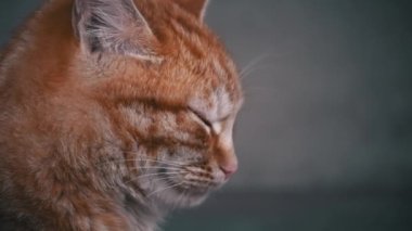 Fluffy homeless cat sits alone, muzzle close-up. Homeless hungry cats grow on the street in the cold season. Sad pets to drive out into the street.