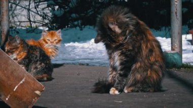 Evsiz kedi sokakta oturur ve güneşin tadını çıkarır. Aç ve soğuk bir kedi eski bir masada oturur ve kendini ısıtır. Evsiz üç renkli kediler.