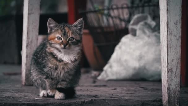 Small Fluffy Homeless Kitten Sits Alone Cold Concrete Homeless Hungry — Vídeos de Stock