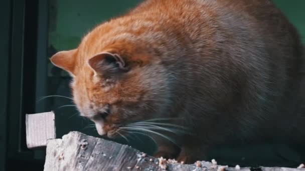 Homeless Hungry Cats Eat Leftovers Floor Dirty Cats Sad Muzzle — Vídeo de Stock