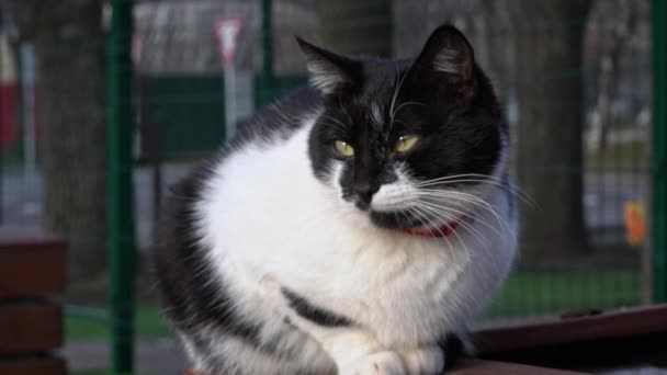 Sem Teto Gato Preto Branco Senta Rua Com Fome Gato — Vídeo de Stock