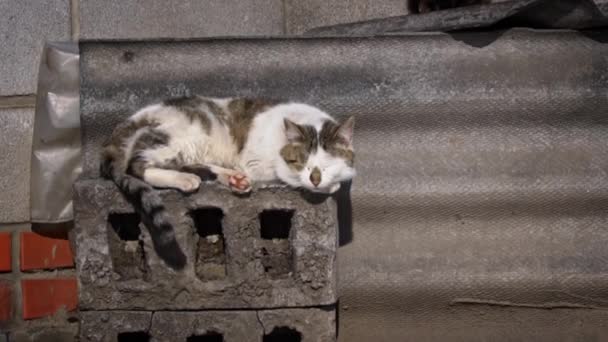 Homeless Cat Sits Street Basks Sun Hungry Cold Cat Sits — Video
