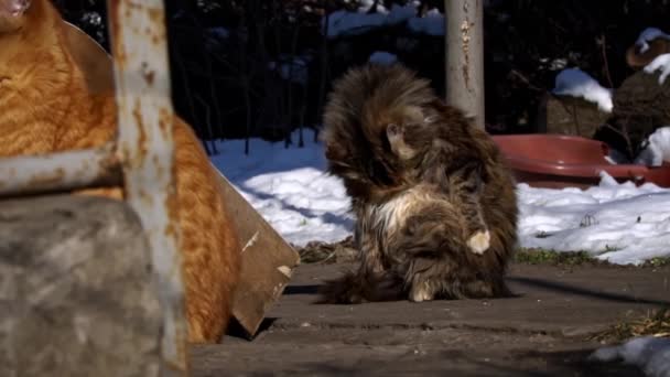 Homeless Cat Sits Street Basks Sun Hungry Cold Cat Sits — Video