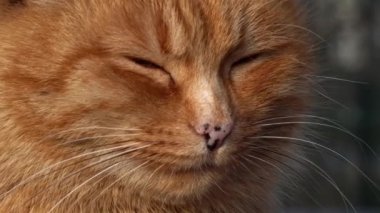 Yalnız, evsiz, kızıl kedi parkta oturuyor. Hüzünlü bir ağızlık takan aç ve kirli bir kedi yalnız oturur. Kedi sokakta tek başına donar ve yemek yer..