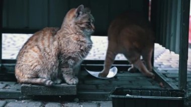 Evsiz ve aç kediler yerden arta kalanları yerler. Hüzünlü ağızlık takmış pis kediler oturup acı çekiyor. Yavru kediler sokakta tek başlarına donar ve yemek yerler..