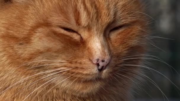 Parku Sedí Osamělá Rudá Kočka Bez Domova Hladová Špinavá Kočka — Stock video