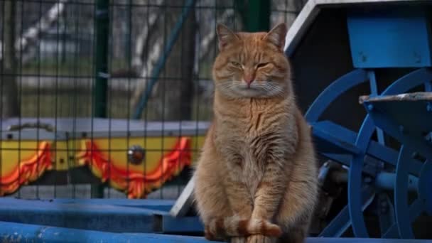 Άστεγη Κόκκινη Γάτα Κάθεται Στο Δρόμο Πεινασμένη Μια Βρώμικη Γάτα — Αρχείο Βίντεο