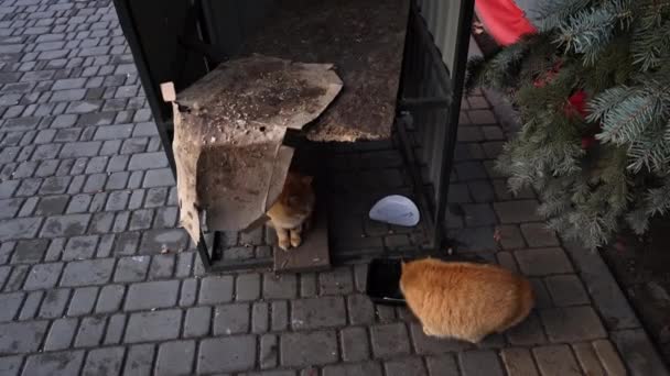Homeless Hungry Cats Eat Leftovers Floor Dirty Cats Sad Muzzle — Vídeo de Stock