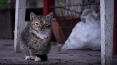 Small fluffy homeless kitten sits alone on cold concrete. Homeless hungry kittens are growing on the street in the cold season. Sad pets to drive out into the street.