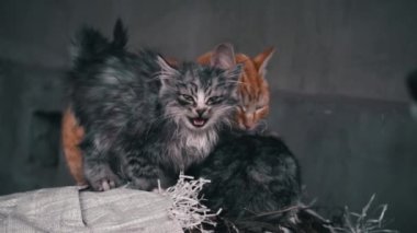Family of poor homeless cats with kittens is basking in a pile of rubbish. Homeless hungry cats grow on the street in the cold season. Sad pets to drive out into the street.