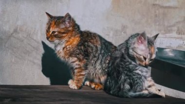 Two homeless kittens sit outside and bask in the sun. Hungry and cold little cats sit on an old table and warm themselves. Tricolor kittens without a home.