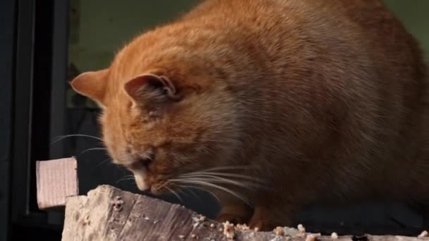 Homeless Hungry Cats Eat Leftovers Floor Dirty Cats Sad Muzzle — Vídeos de Stock