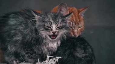 Small fluffy hungry kitten meows and cries close-up. Homeless hungry cats grow on the street in the cold season. Sad pets to drive out into the street.