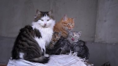 Family of poor homeless cats with kittens is basking in a pile of rubbish. Homeless hungry cats grow on the street in the cold season. Sad pets to drive out into the street.