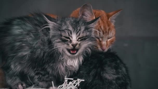 Small Fluffy Hungry Kitten Meows Cries Close Homeless Hungry Cats — Stok video