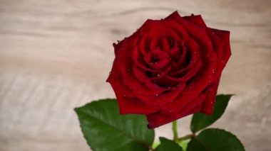 Drops of water drip on the petals of a red rose. A red rose with drops on the petals stirs on a white background. A graceful scarlet rose with dewy cards on the petals.