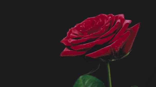 Rote Rose Mit Großen Blütenblättern Rührt Sich Auf Schwarzem Hintergrund — Stockvideo