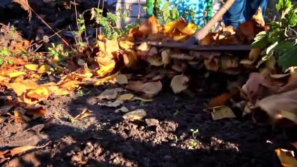 Woman Removes Autumn Leaves Raking Them Pile Cleaning Autumn Leaves — Stok video