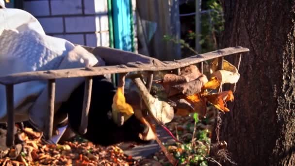 Woman Removes Autumn Leaves Raking Them Pile Cleaning Autumn Leaves — Stock Video