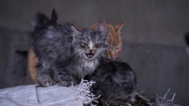 Family of poor homeless cats with kittens is basking in a pile of rubbish. Homeless hungry cats grow on the street in the cold season. Sad pets to drive out into the street.