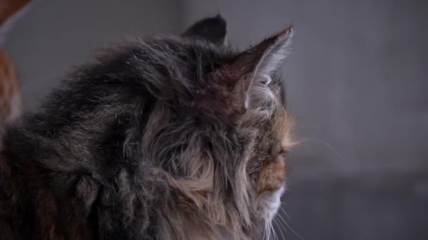 Fluffy Homeless Cat Sits Alone Muzzle Close Homeless Hungry Cats — Vídeo de Stock