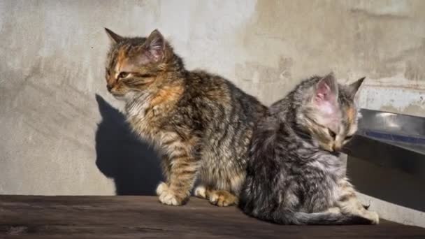 Two Homeless Kittens Sit Bask Sun Hungry Cold Little Cats — Stok video
