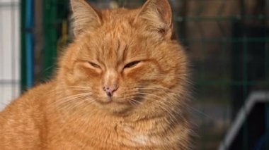 Yalnız, evsiz, kızıl kedi parkta oturuyor. Hüzünlü bir ağızlık takan aç ve kirli bir kedi yalnız oturur. Kedi sokakta tek başına donar ve yemek yer..