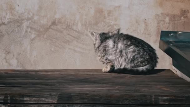 Gattino Senzatetto Sedersi Fuori Crogiolarsi Sole Piccolo Gatto Affamato Freddo — Video Stock
