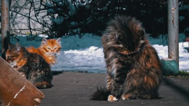 Gato Sem Abrigo Senta Rua Banha Sol Gato Com Fome — Vídeo de Stock