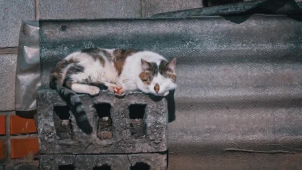 Homeless Cat Sits Street Basks Sun Hungry Cold Cat Sits — Stok video