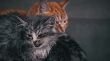 Small fluffy hungry kitten meows and cries close-up. Homeless hungry cats grow on the street in the cold season. Sad pets to drive out into the street.