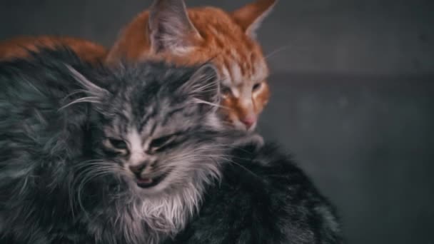 Small Fluffy Hungry Kitten Meows Cries Close Homeless Hungry Cats — Stok Video