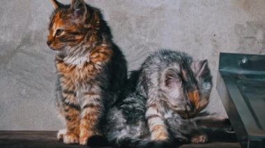 Two homeless kittens sit outside and bask in the sun. Hungry and cold little cats sit on an old table and warm themselves. Tricolor kittens without a home.
