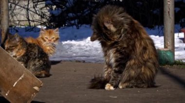 Evsiz kedi sokakta oturur ve güneşin tadını çıkarır. Aç ve soğuk bir kedi eski bir masada oturur ve kendini ısıtır. Evsiz üç renkli kediler.
