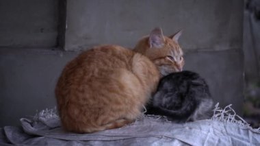 Family of poor homeless cats with kittens is basking in a pile of rubbish. Homeless hungry cats grow on the street in the cold season. Sad pets to drive out into the street.