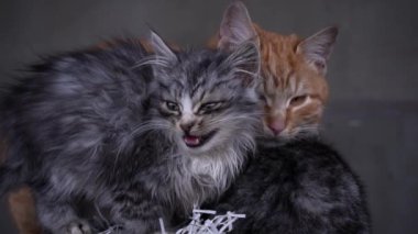 Small fluffy hungry kitten meows and cries close-up. Homeless hungry cats grow on the street in the cold season. Sad pets to drive out into the street.