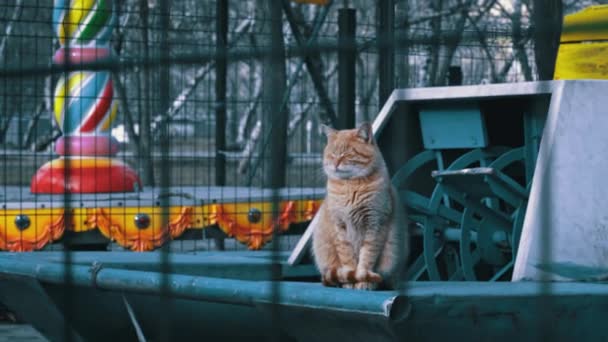 ホームレスの赤い猫が空腹の通りに座っている 悲しい銃口を持った汚い猫がひとりで座っている 子猫は通りで一人で凍えて食べ物を食べる — ストック動画