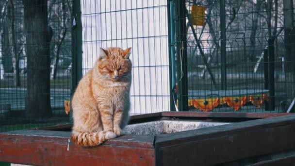 Lonely Homeless Red Cat Sits Park Hungry Dirty Cat Sad — Stock Video