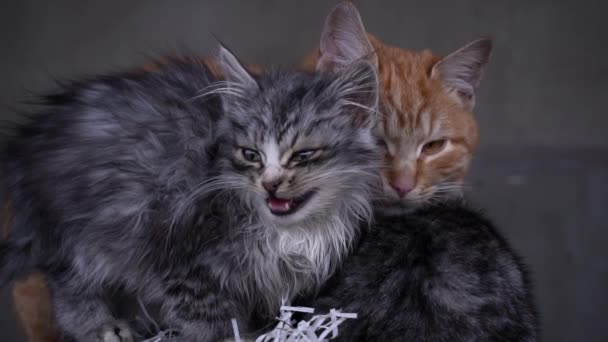 Small Fluffy Hungry Kitten Meows Cries Close Homeless Hungry Cats — Vídeos de Stock