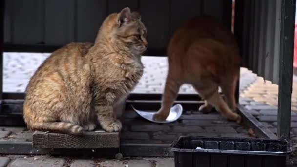Hajléktalan Éhes Macskák Padlóról Eszik Maradékot Piszkos Macskák Szomorú Szájkosarakkal — Stock videók